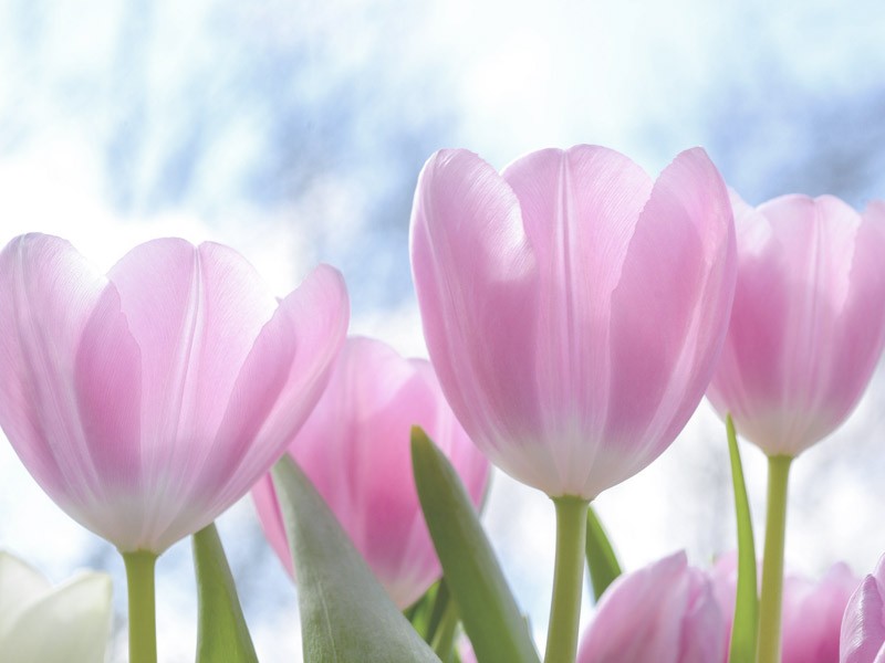 Die 4 Blumen der Grundlagen der Diamantschneider-Prinzipien